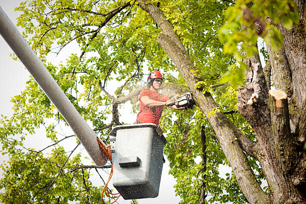 Best Palm Tree Trimming  in Hallam, PA