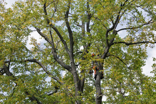 Trusted Hallam, PA Tree Removal Services Experts